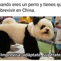 Panda canino