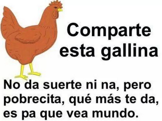 :gallina: - meme