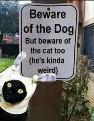 beware the cat - meme