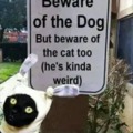 beware the cat