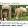 Lion haircut