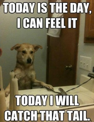 POV-You Have A Cofident/Silly Dog: - meme