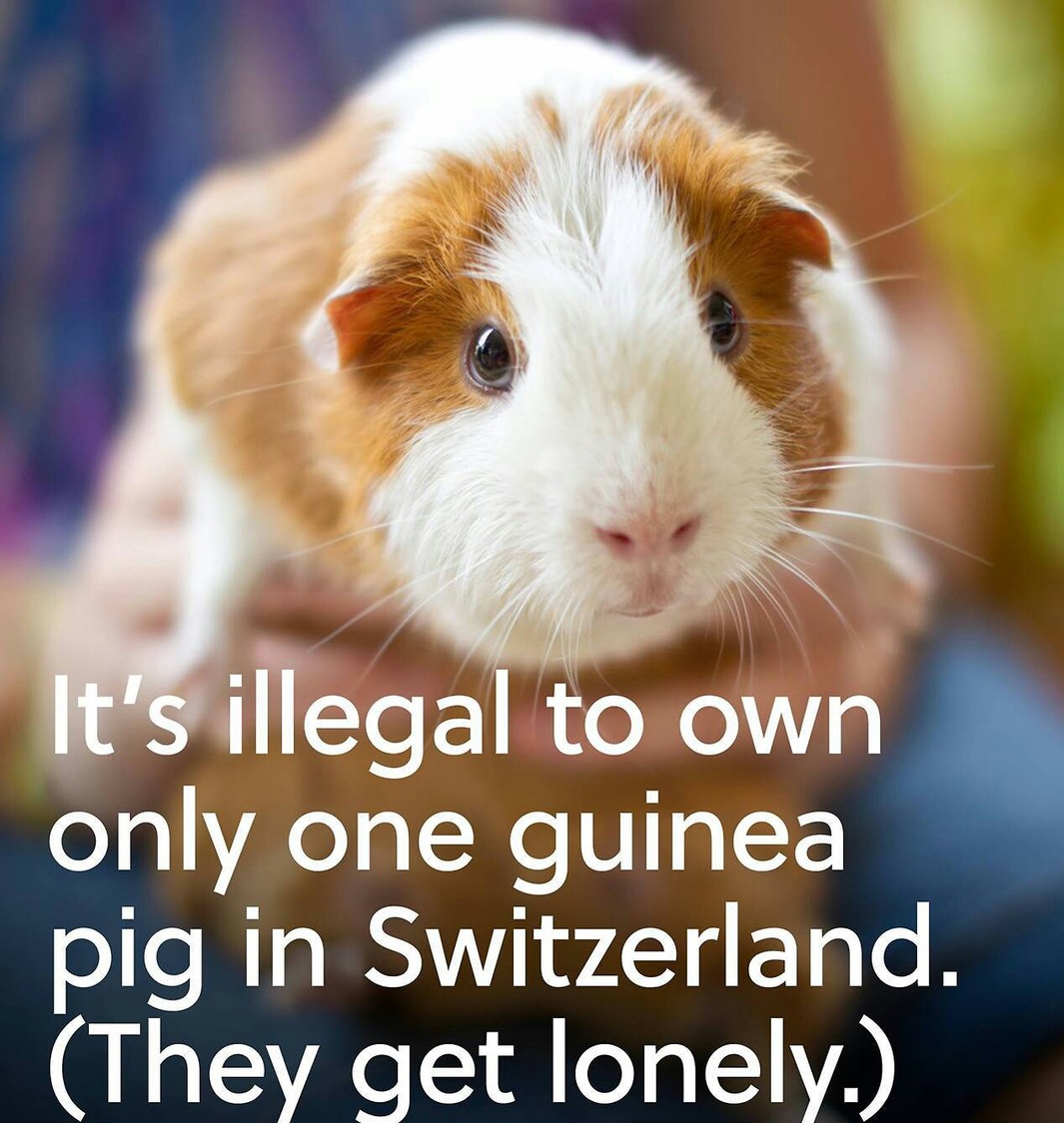 The Best Guinea Pig Memes Memedroid