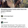 free sheep