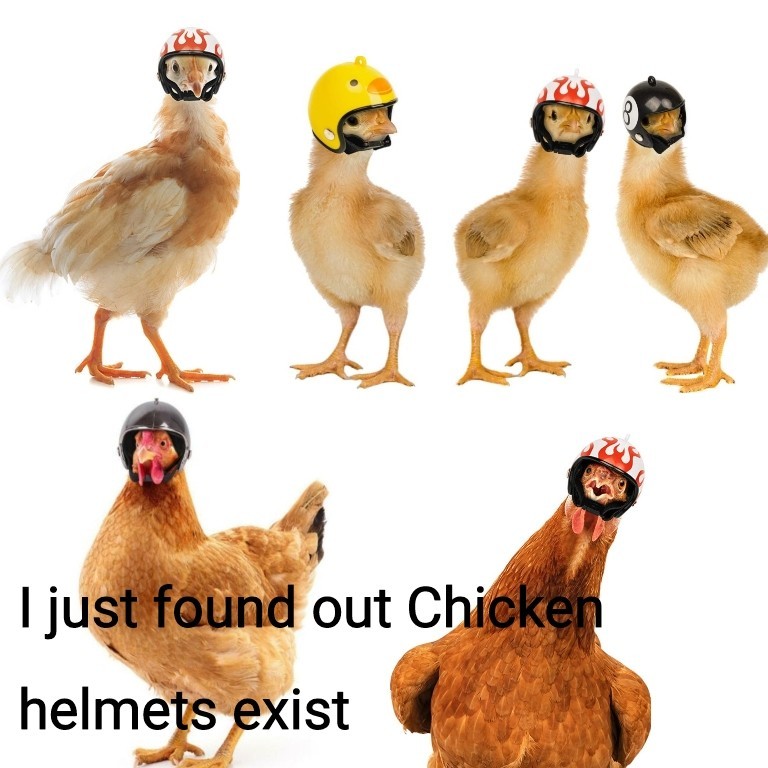 I'm gonna buy some of these for my chickens - meme