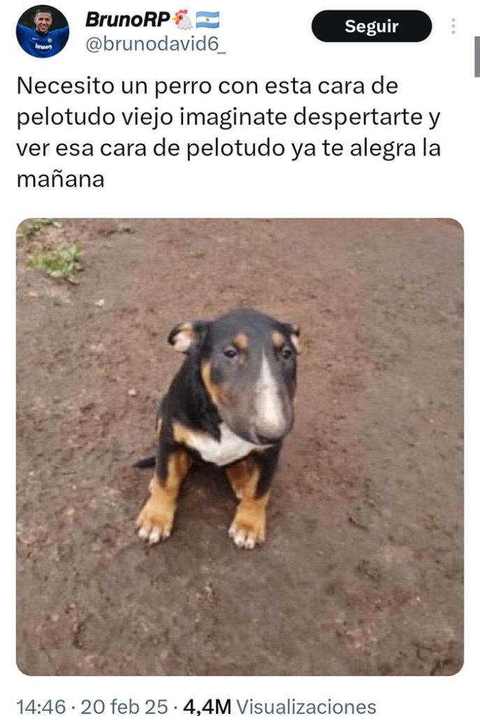 Esta cara de perro te va a alegrar el día - meme