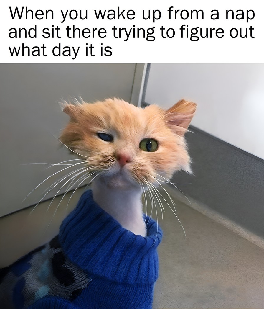 When you wake up from a nap and sit there trying to figure out what day it is - meme