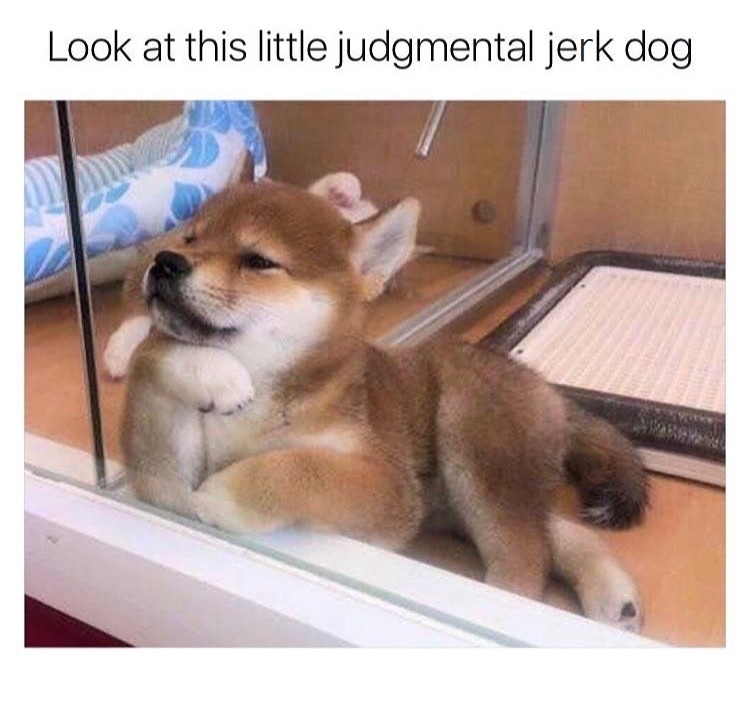 Little judgmental jerk - meme