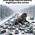 Keep your large cats off highways this winter