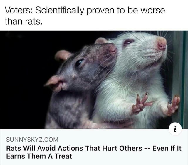 Voters are scientfically proven to be worse than rats - meme