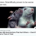 Voters are scientfically proven to be worse than rats