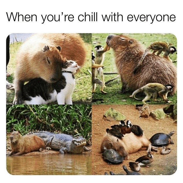 Wholesome capybaras - meme