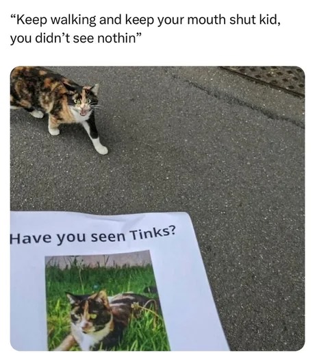 Have you seen this cat? - meme