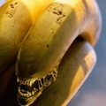 Banana alien