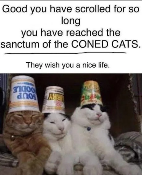 Coned cats - meme