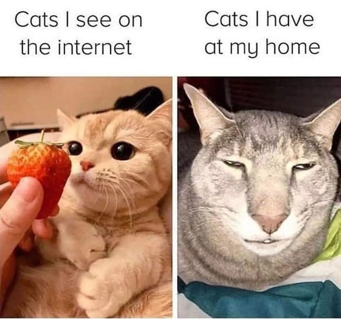 My cat - meme