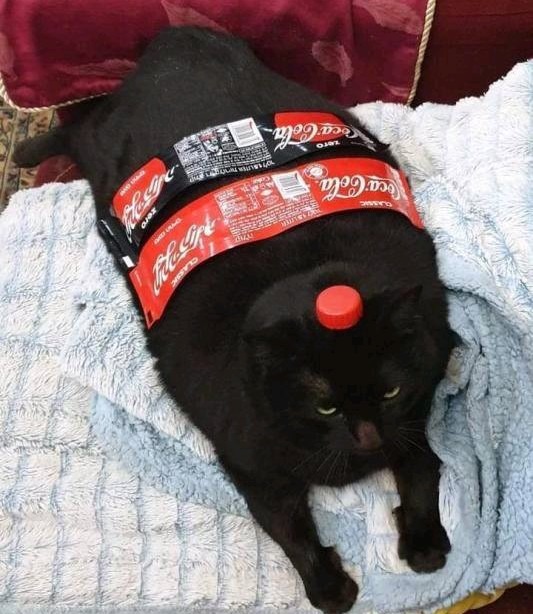Gato waton - meme