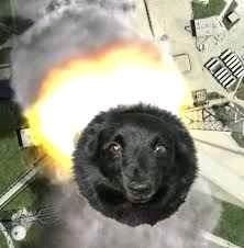 Perro reveal - meme