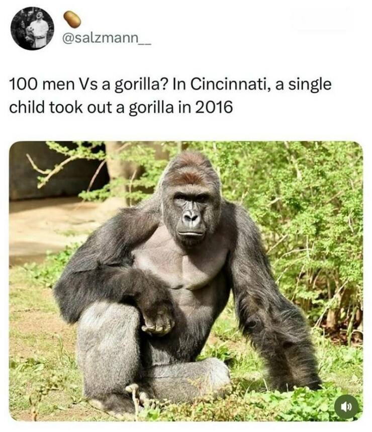 ﻿@salzmann 100 men Vs a gorilla? In Cincinnati, a single child took out a gorilla in 2016