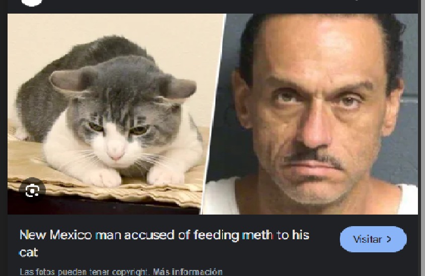 Hombre de nuevo mexico fue acusado de alimentar a su gato con metanfetamina - meme