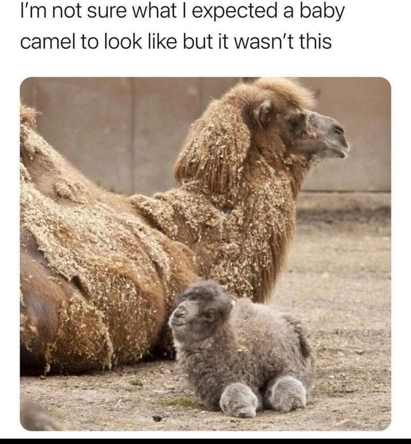 Baby camel - meme