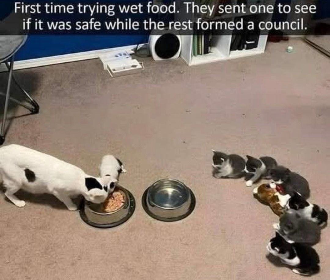﻿First time trying wet food sent one to see if it was Safe while the rest formed a council: They 5