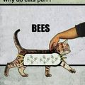 thats how cats work