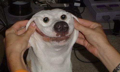 el perro feliz :D - meme
