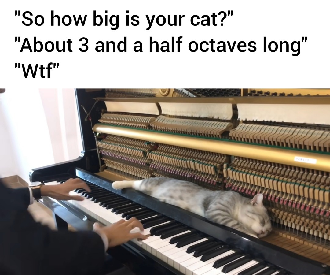 Should be a new unit of measurement for cats - meme