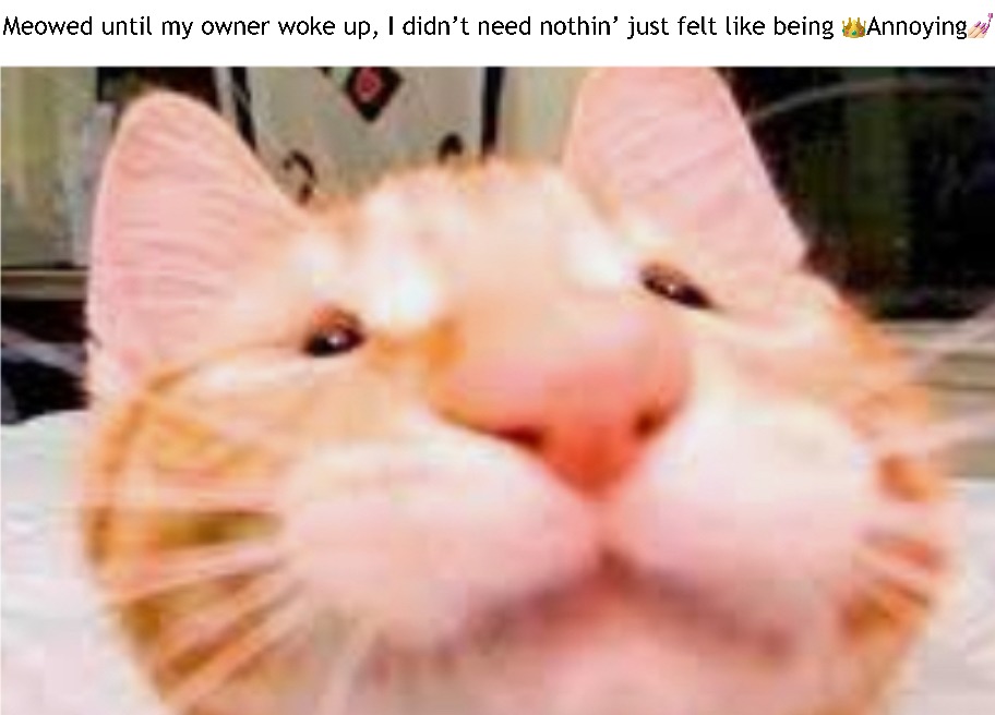 Cats at 6AM be like - meme
