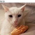 nana nana nana nana CAT HANDS!