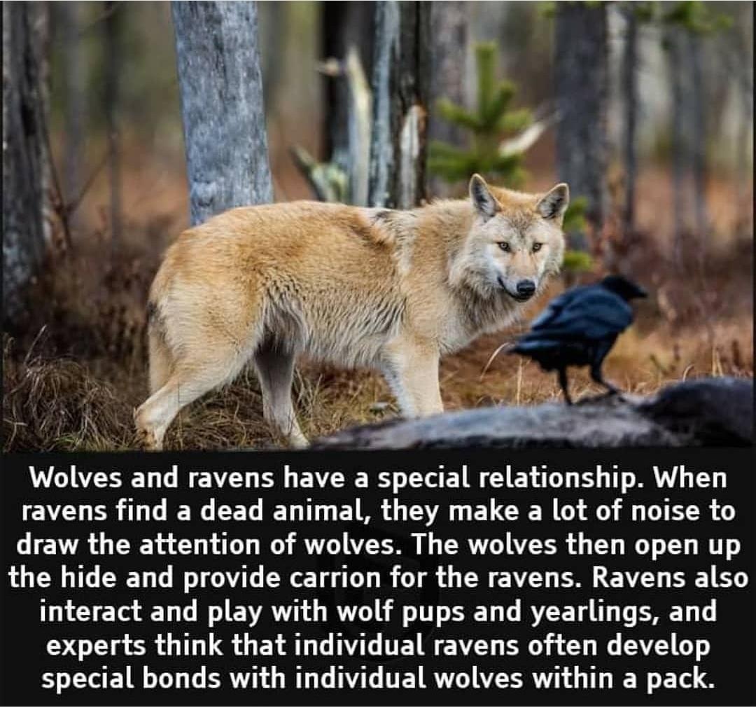 wolves and ravens - meme
