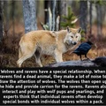 wolves and ravens