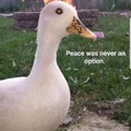 I said I quack to intimidate