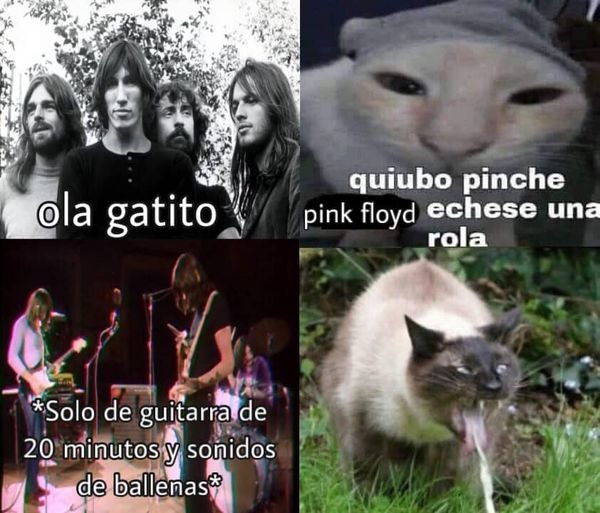 ola gatito - meme