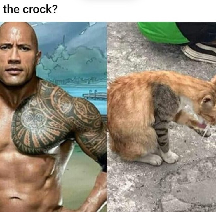 the rock but cat - meme