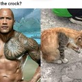 the rock but cat