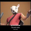 Scout rata