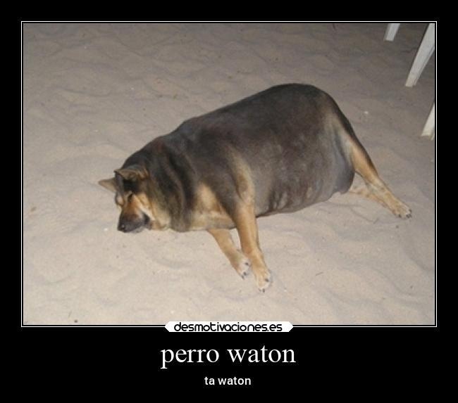 perro waton - meme
