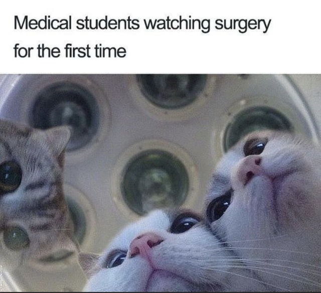 Medical students - meme
