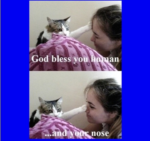 God bless you - meme