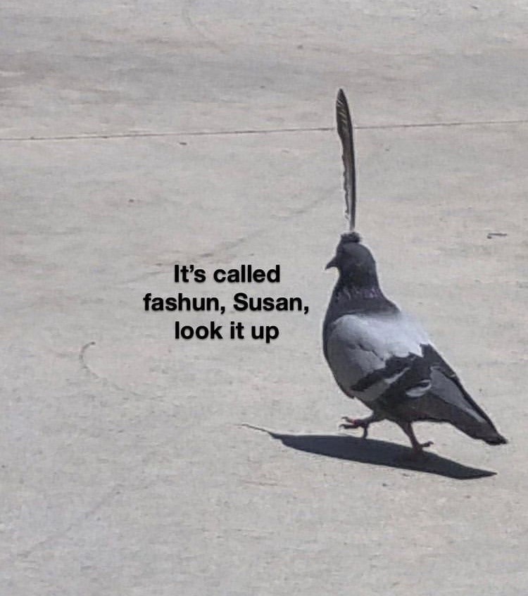 The best Pigeon memes :) Memedroid