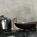 Ratatouille live action
