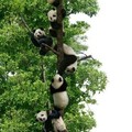 Arvore de pandas