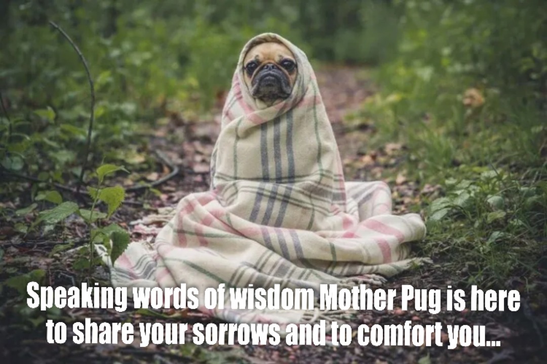 Tell mother pug your problems she will listen and help. - meme