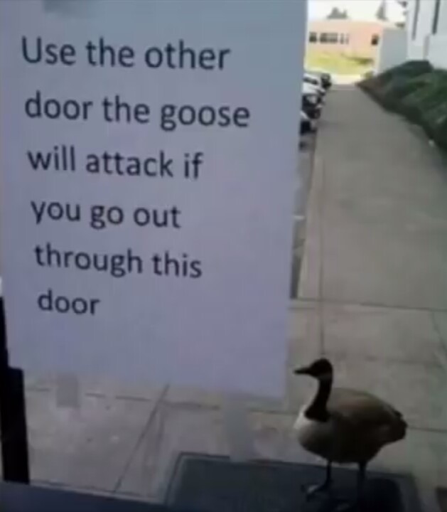 Goose - meme