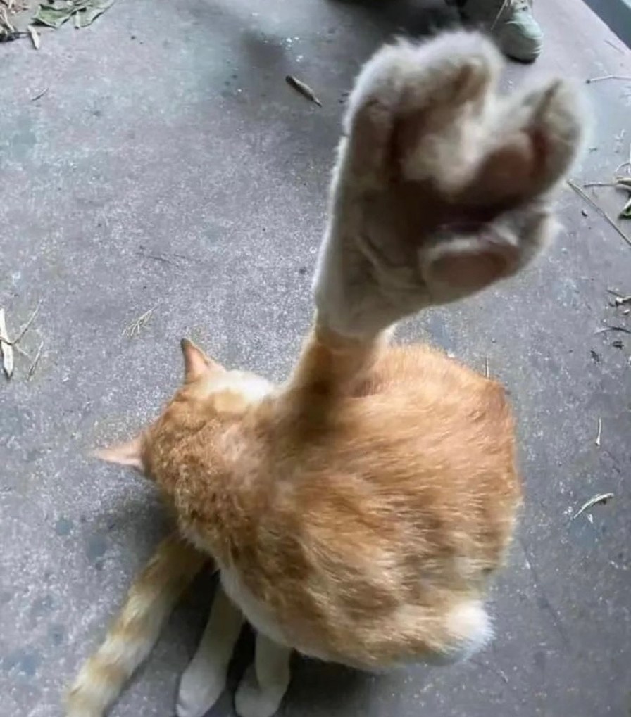 Miau - meme
