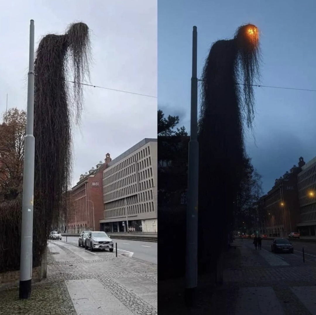 over grown light pole in Poland - meme