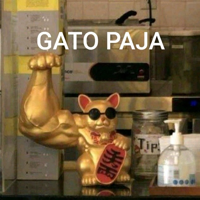 GATO PAJA - meme