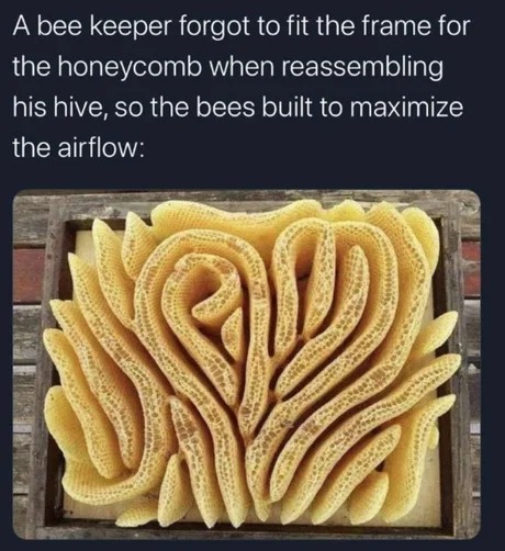 Bees - meme